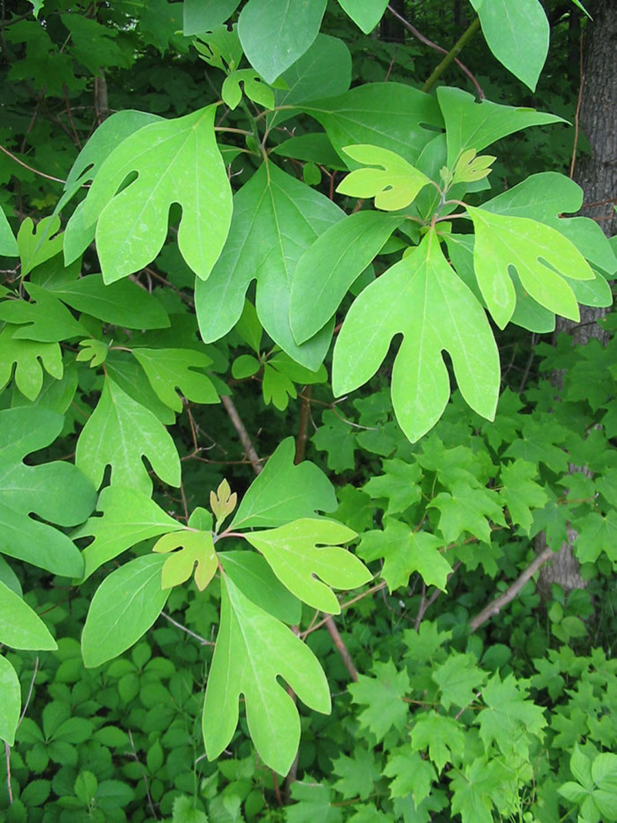 Sassafras leaves can be three lobed, oval or shaped like a mitten.