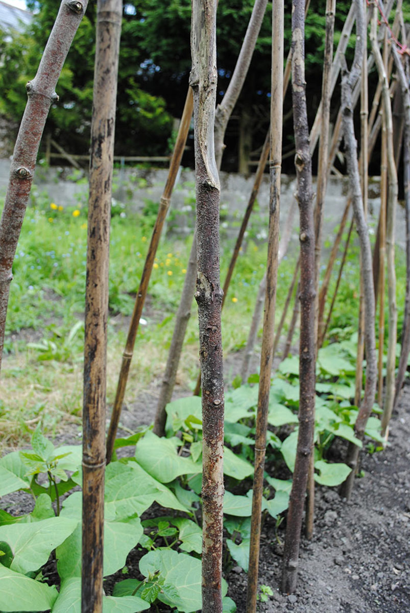 Pole beans require a support around which they can twine.