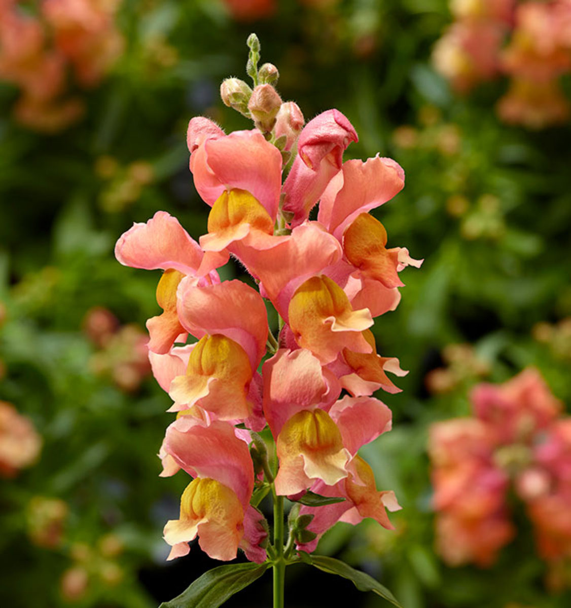The Snaptini series of semi-dwarf snapdragons covers a range of colors. Shown here is Snaptini Peach.