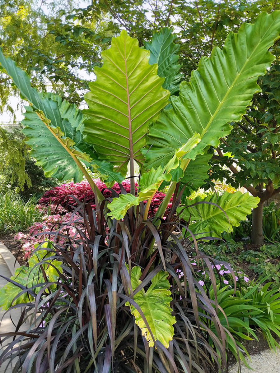 Alocasia produce very large leaves that are held upright, nearly vertical.