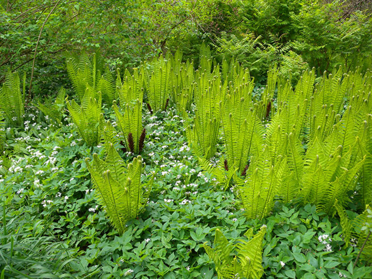 This photo shows ostrich ferns in late spring, with the tops of their sterile fronds still coiled. After unfurling completely, these fronds will remain upright to slightly arched, maintaining the fern's vase shape. The dark structures at the base of some of these ferns are their fertile fronds, which typically develop at midsummer and remain present through the winter.