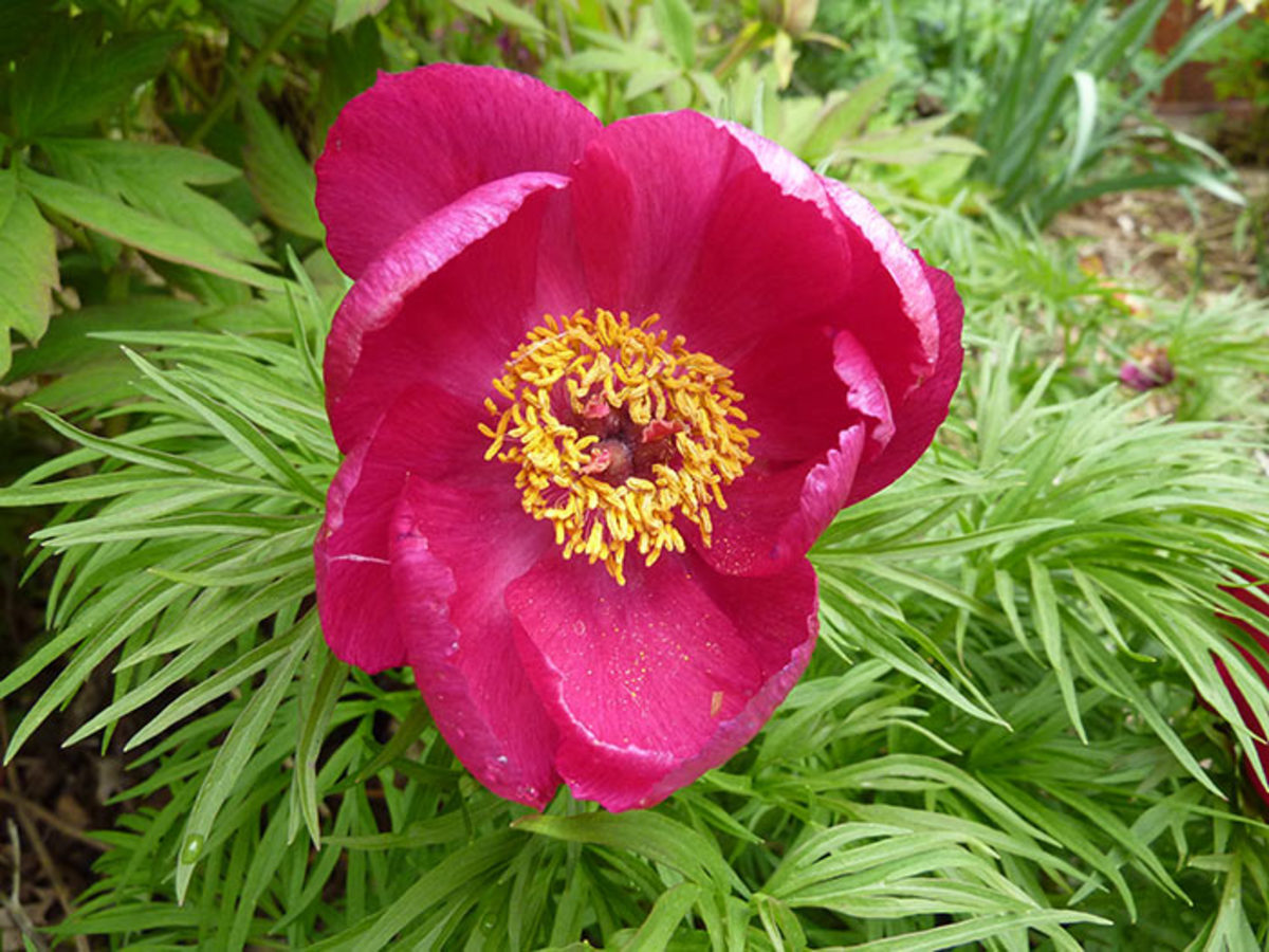 Above: Fernleaf peony has unique feathery foliage behind its typical peony flower.