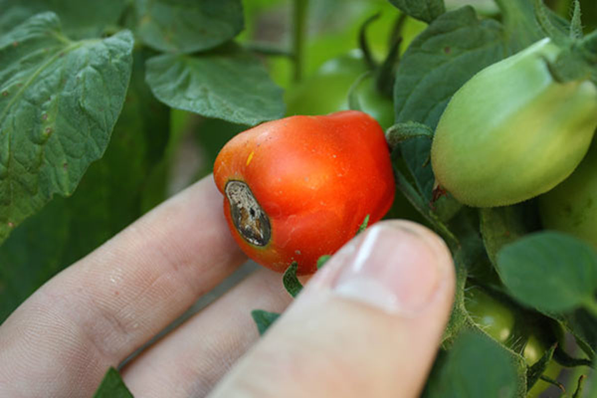 Above: Blossom-end rot on a ripening grape tomato. The beginnings of the disease can be seen on the green fruit as well. 