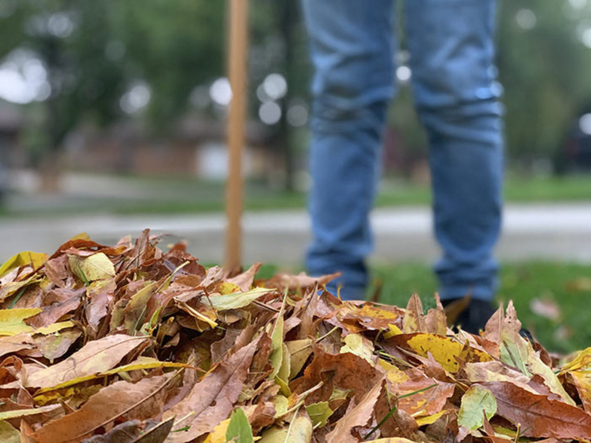 Leaves should be chopped before being spread in the garden or added to compost.