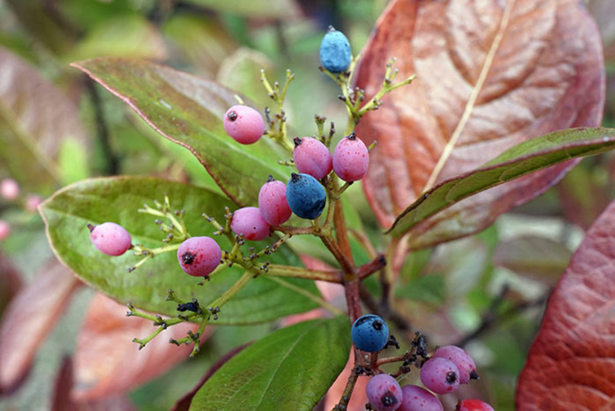 Witherod viburnum—here, the cultivar 'Winterthur'—ripens its berries from light green to pink to blue-black just as its foliage turns fiery shades in the autumn.