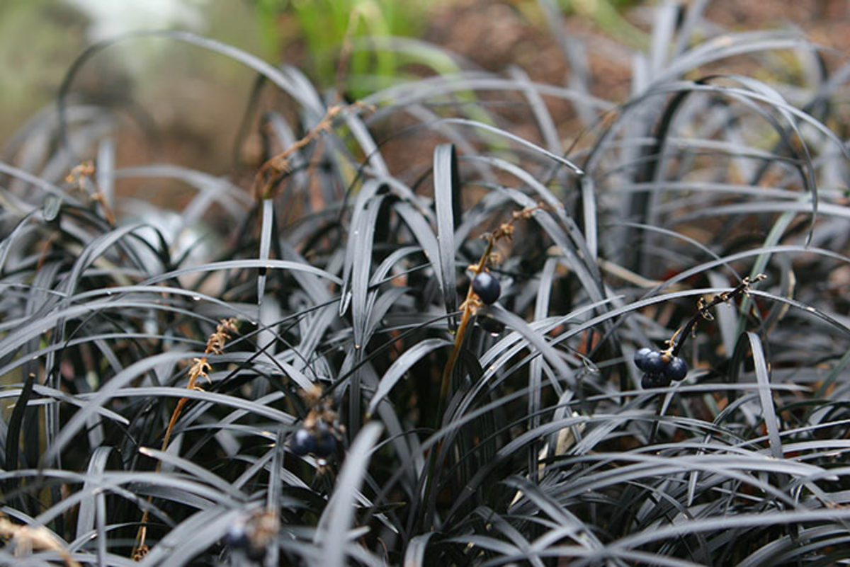 Black mondo grass grows just six inches high.