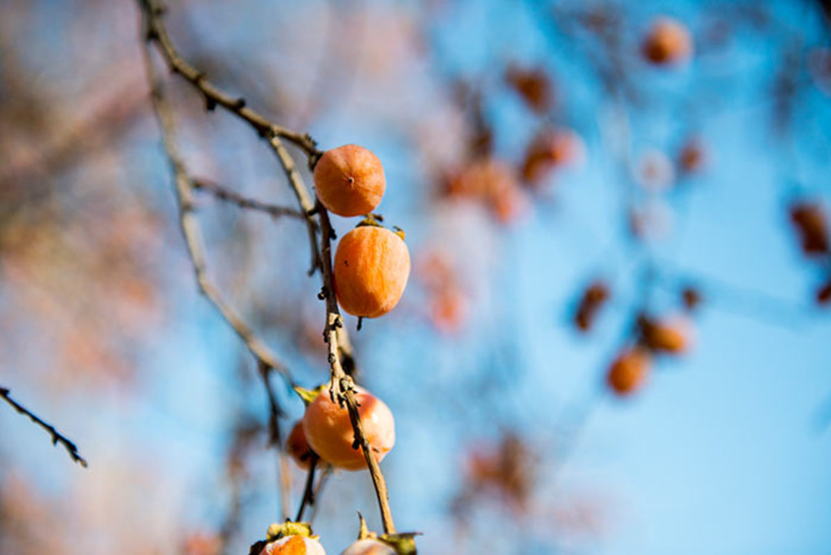 American persimmon's fruit sweetens in winter.