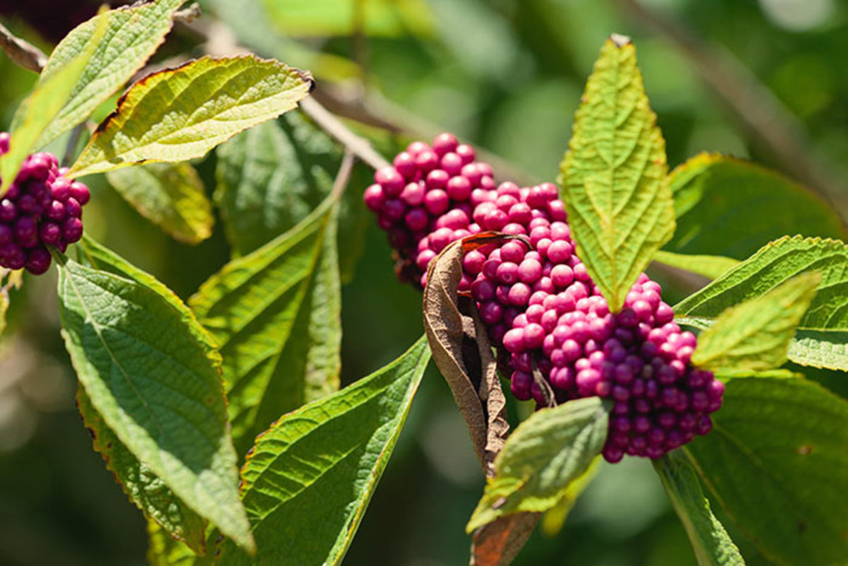 American beautyberry offers shimmering purple fruits.