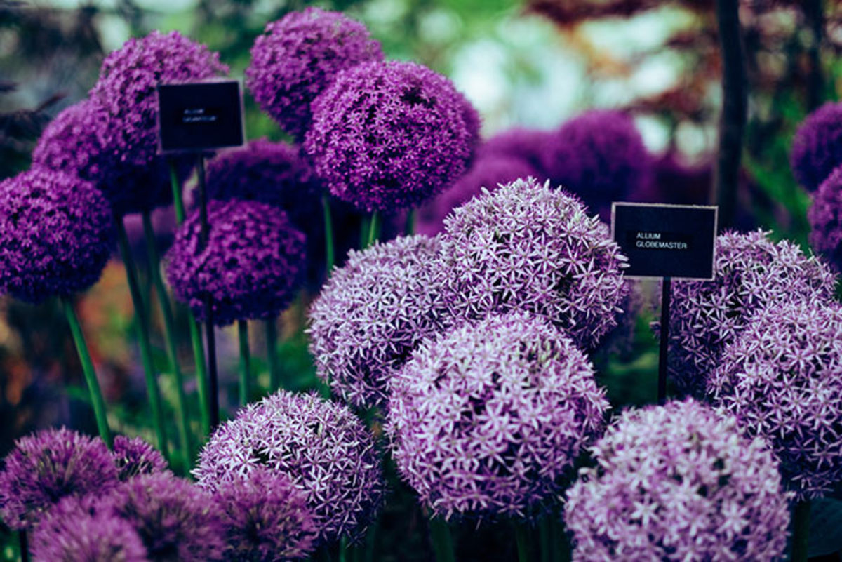 'Globemaster' allium grows from a bulb planted in fall. It blooms in late spring.