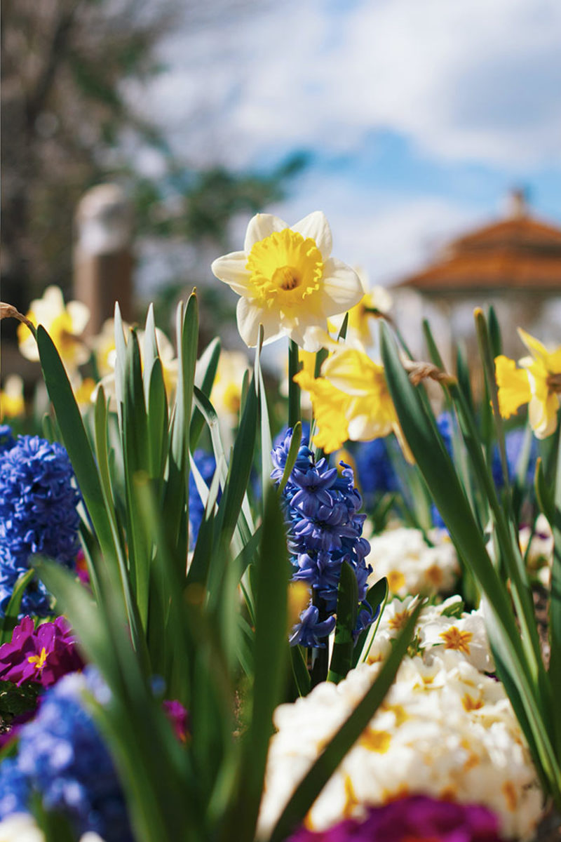 Daffodils and hyacinth bloom in spring from fall-planted bulbs.