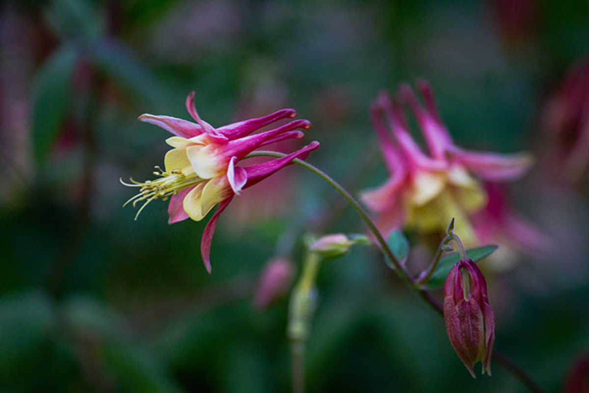 Columbine is one perennial that responds well to cold stratification during propagation.