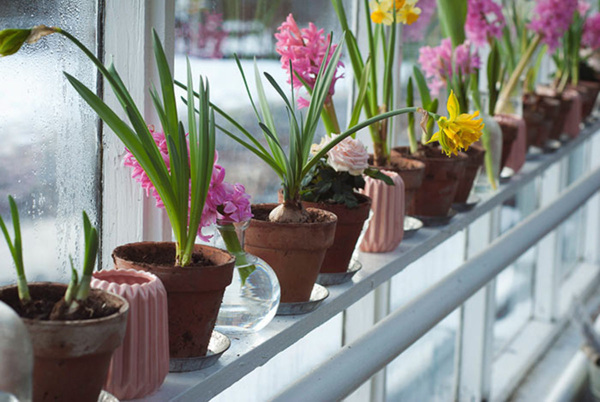 Tricked into bloom in pots indoors, bulbs add color and cheer midwinter.