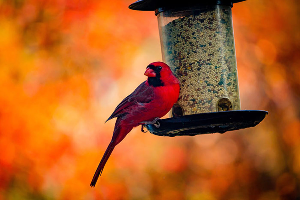 A northern cardinal visits a tube-style feeder.