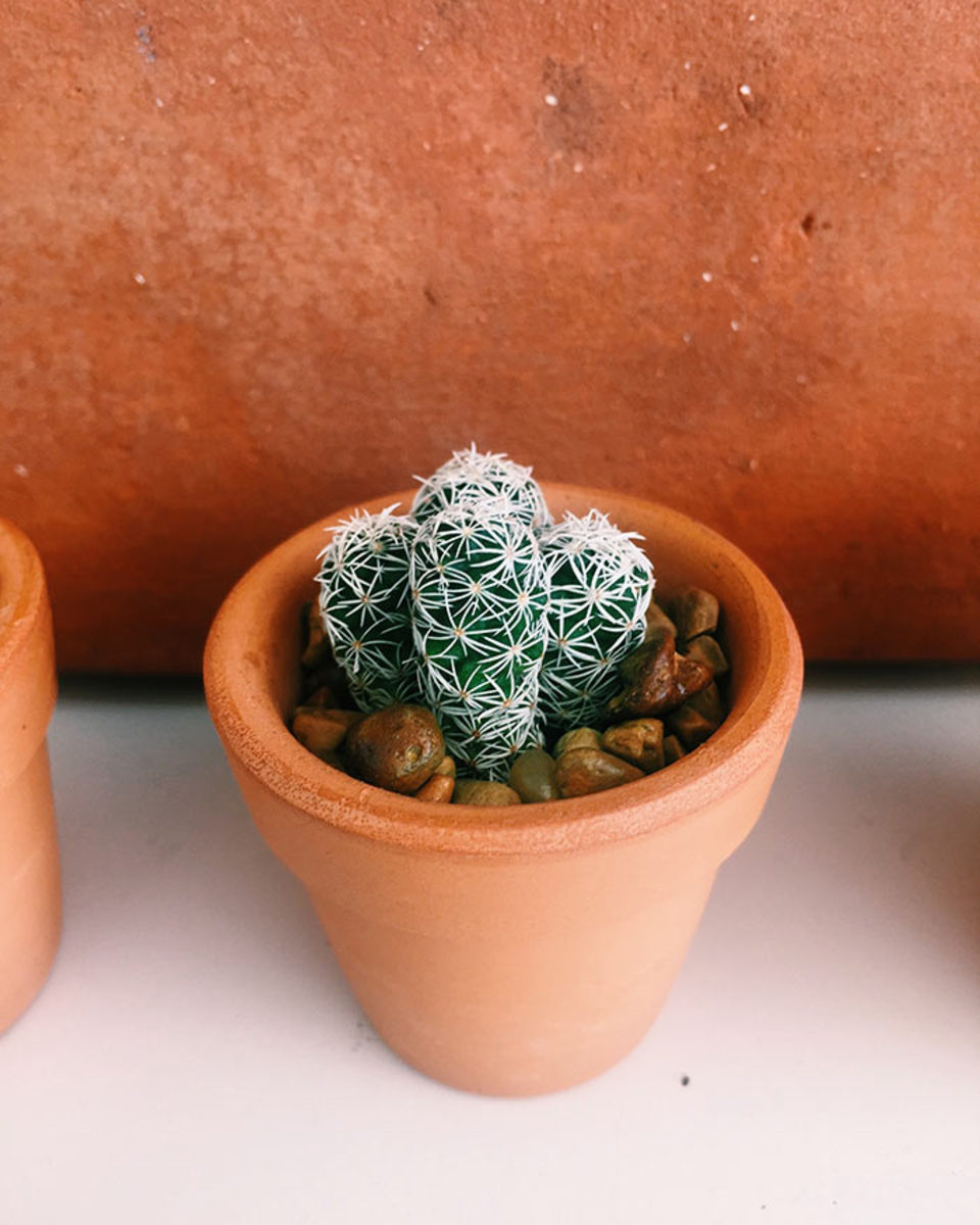 A tiny cactus needs little space or care and will be quite slow to outgrow its pot.