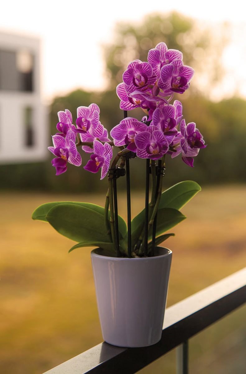 Mini orchids come in two-inch pots, with leaves and flowers scaled down to perfect proportions.