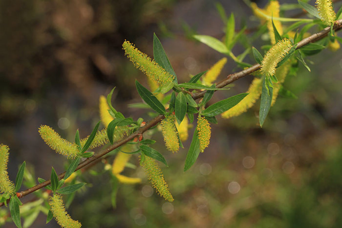Black willow (Salix nigra) provides early pollen.