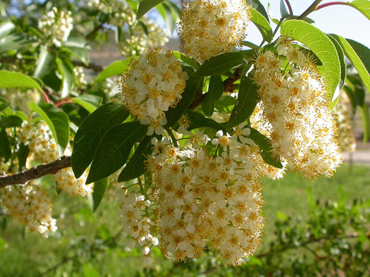 Chokecherry (Prunus virginiana) flowers feed bees, followed by fruit for birds.