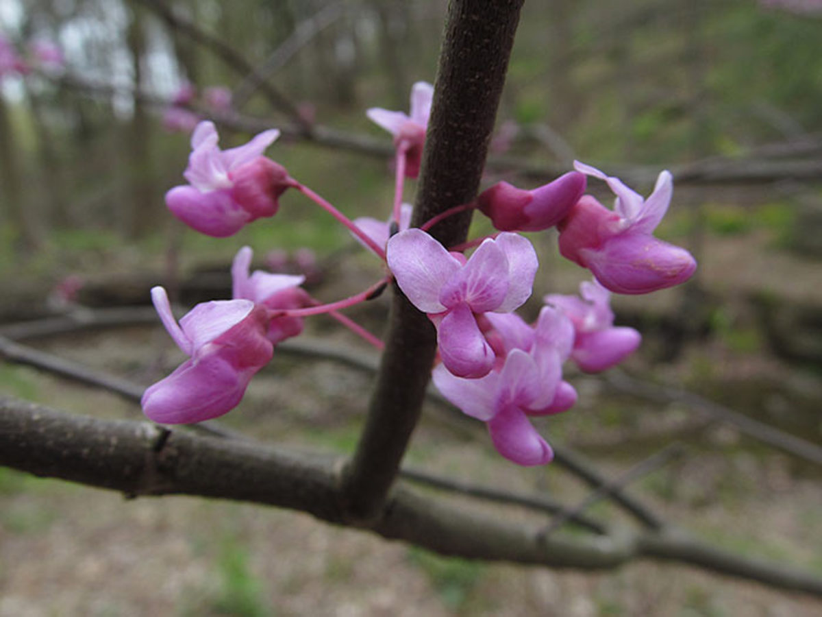 The cheerful pink blossoms of redbud delight pollinators and people alike.