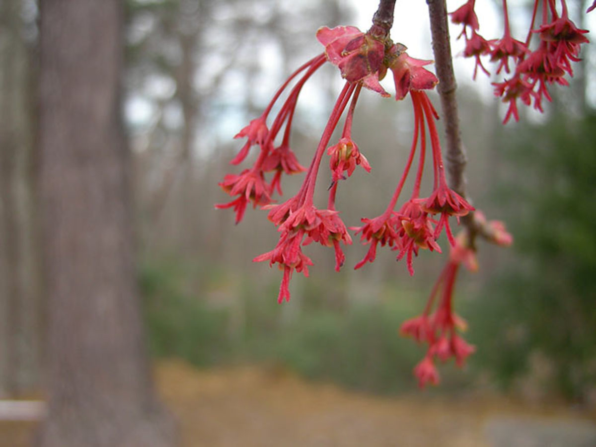 Red maple (Acer rubrum) is a key food source for emerging bees in earliest spring.