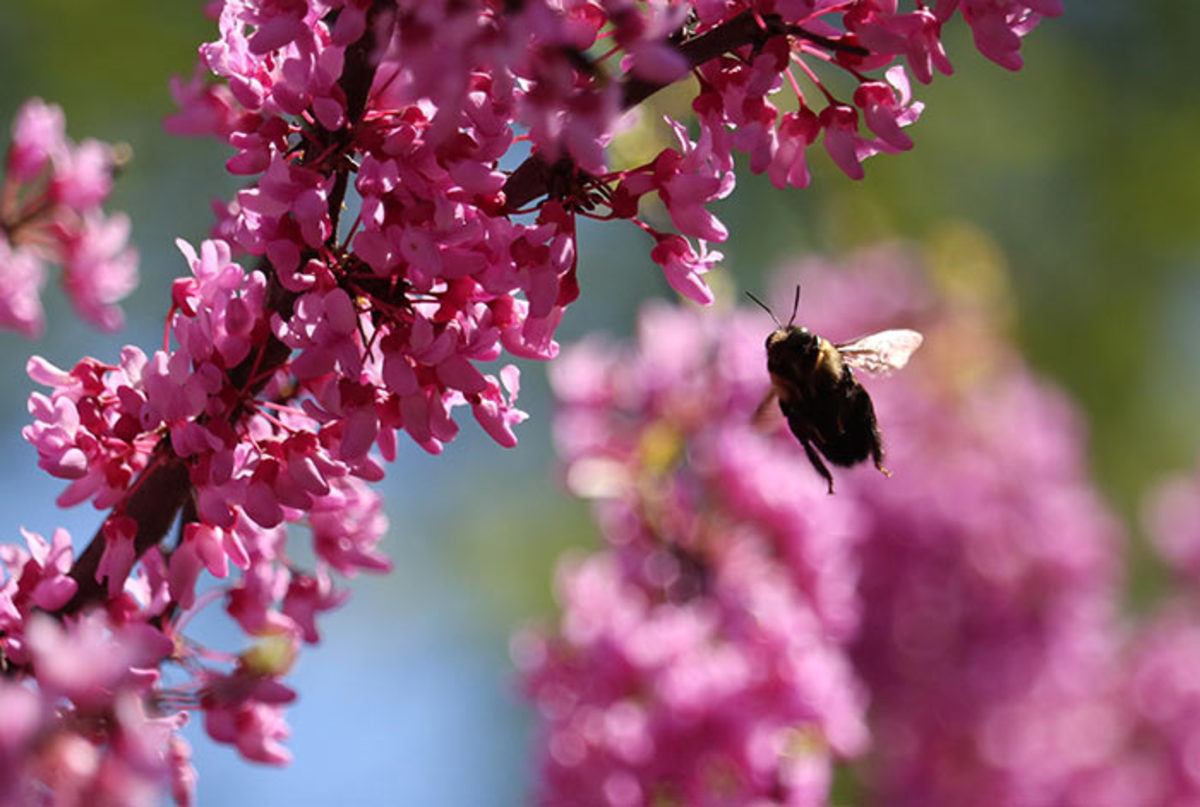 A bee approaches the flowers of a redbud tree (Cercis canadensis) in spring.