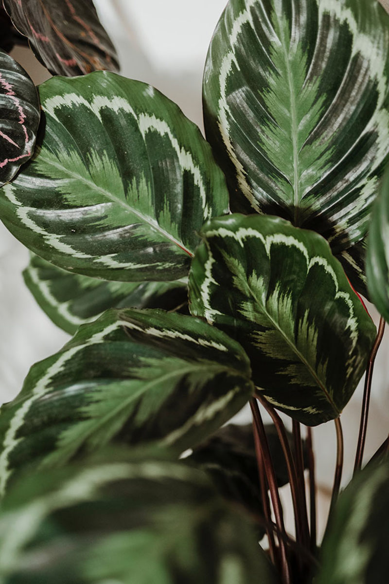 'Medallion' is a classic calathea cultivar with green and silver accents on its foliage.