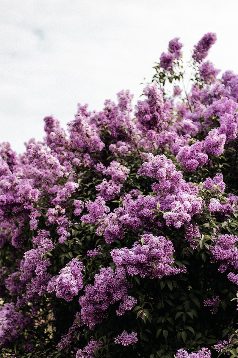 Lilac is a spring-blooming shrub often used as an indicator plant.