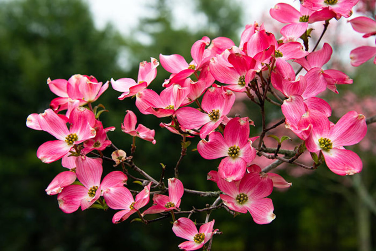 If you plant your tomatoes when the dogwood reaches peak bloom, you are relying on phenology.