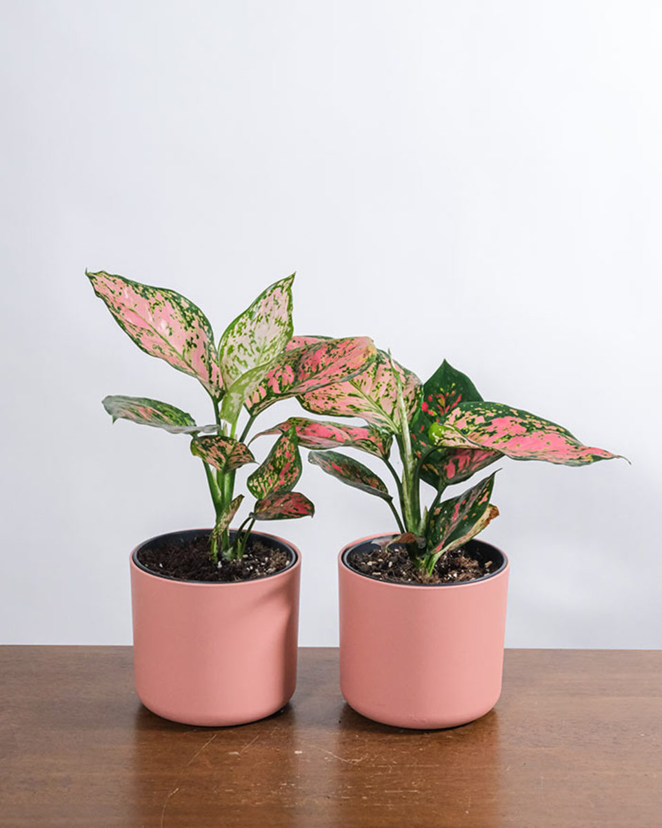 Red aglaonema can bring warm color to shade gardens in summer.