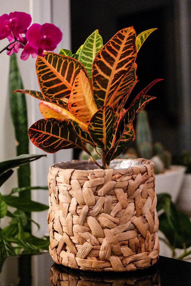 Colorful croton add excitement indoors or out.