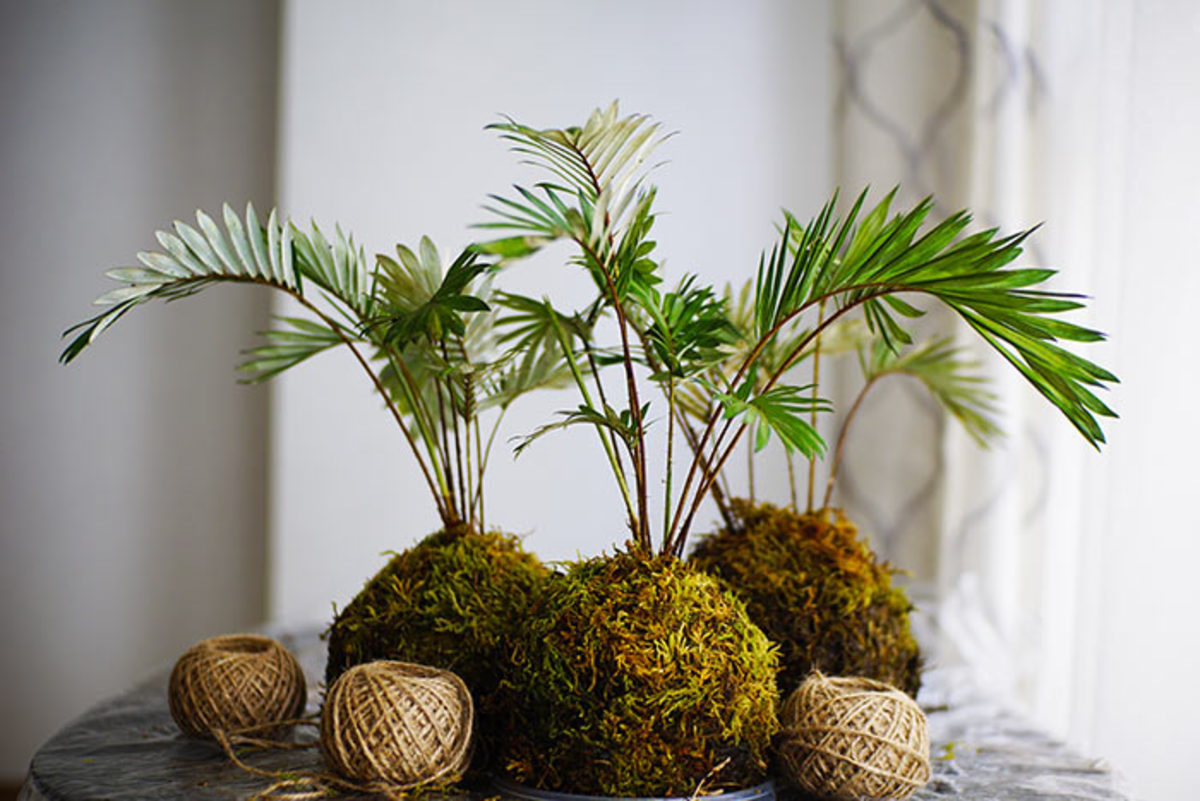 Kokedama -- tropical plants grown with their rootball wrapped in moss -- is a fun winter project, and come summer it can be a fascinating centerpiece for the patio table.