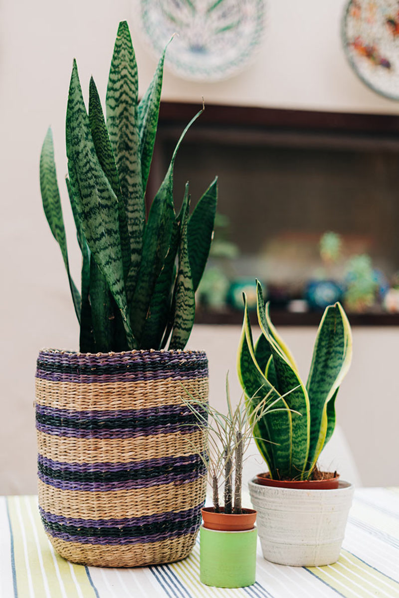 Snake plants (Sansevieria) make neglect-tolerant houseplants, as well as surprising additions to outdoor containers.