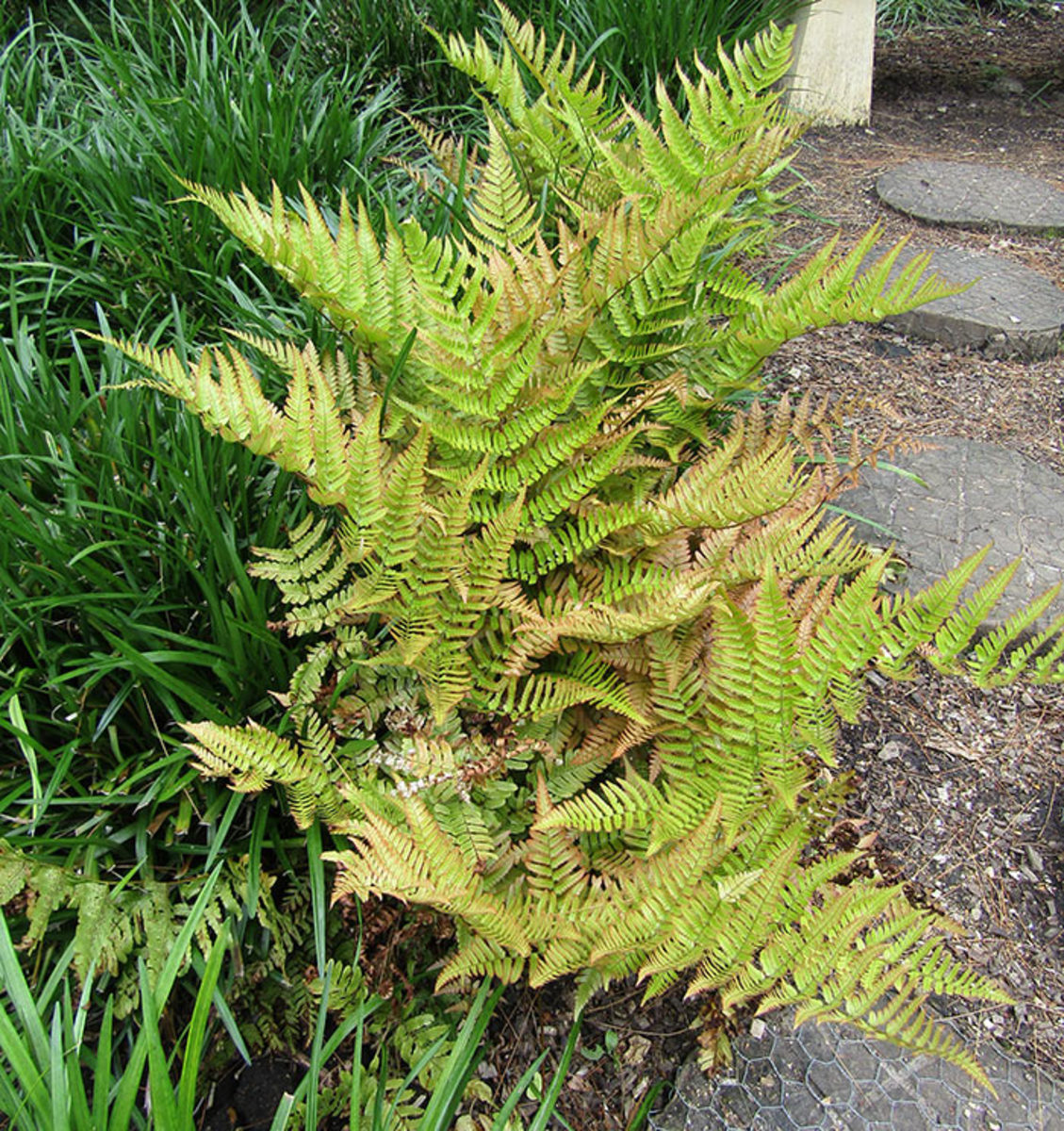 Eye-catching autumn fern finds its appeal in its striking foliage.