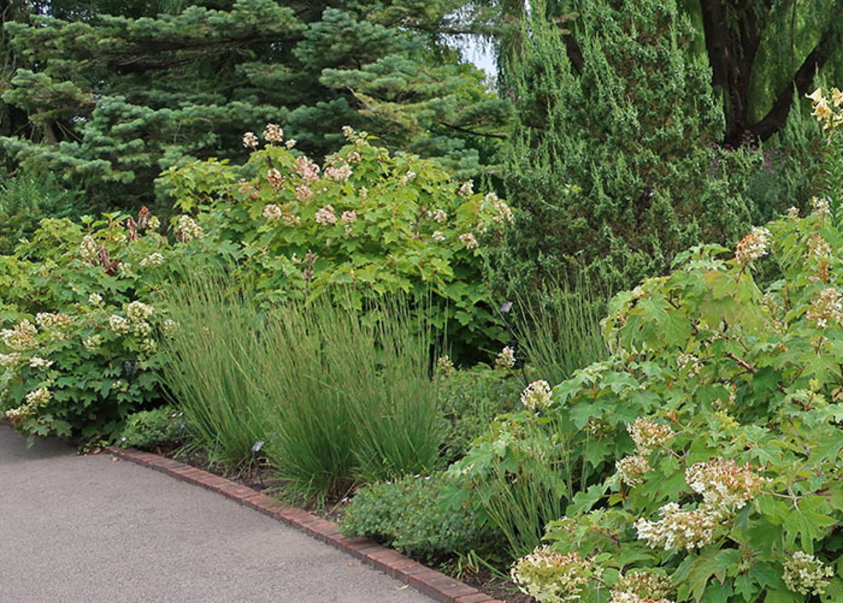 Little bluestem (cultivar Little Arrow) is flanked by hardy geranium and oakleaf hydrangeas in a bed at the Chicago Botanic Garden.