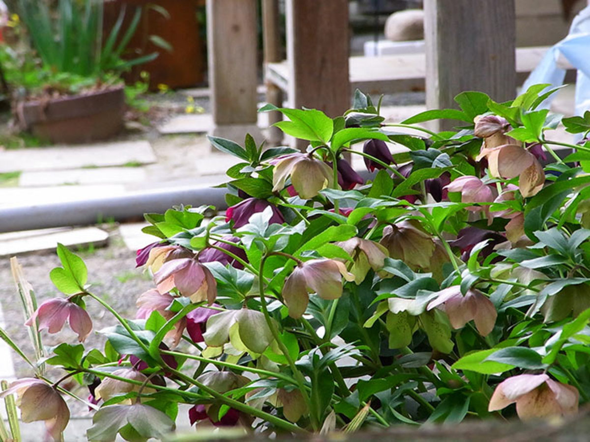 Hellebores are tidy perennials for the ground level of the front garden.