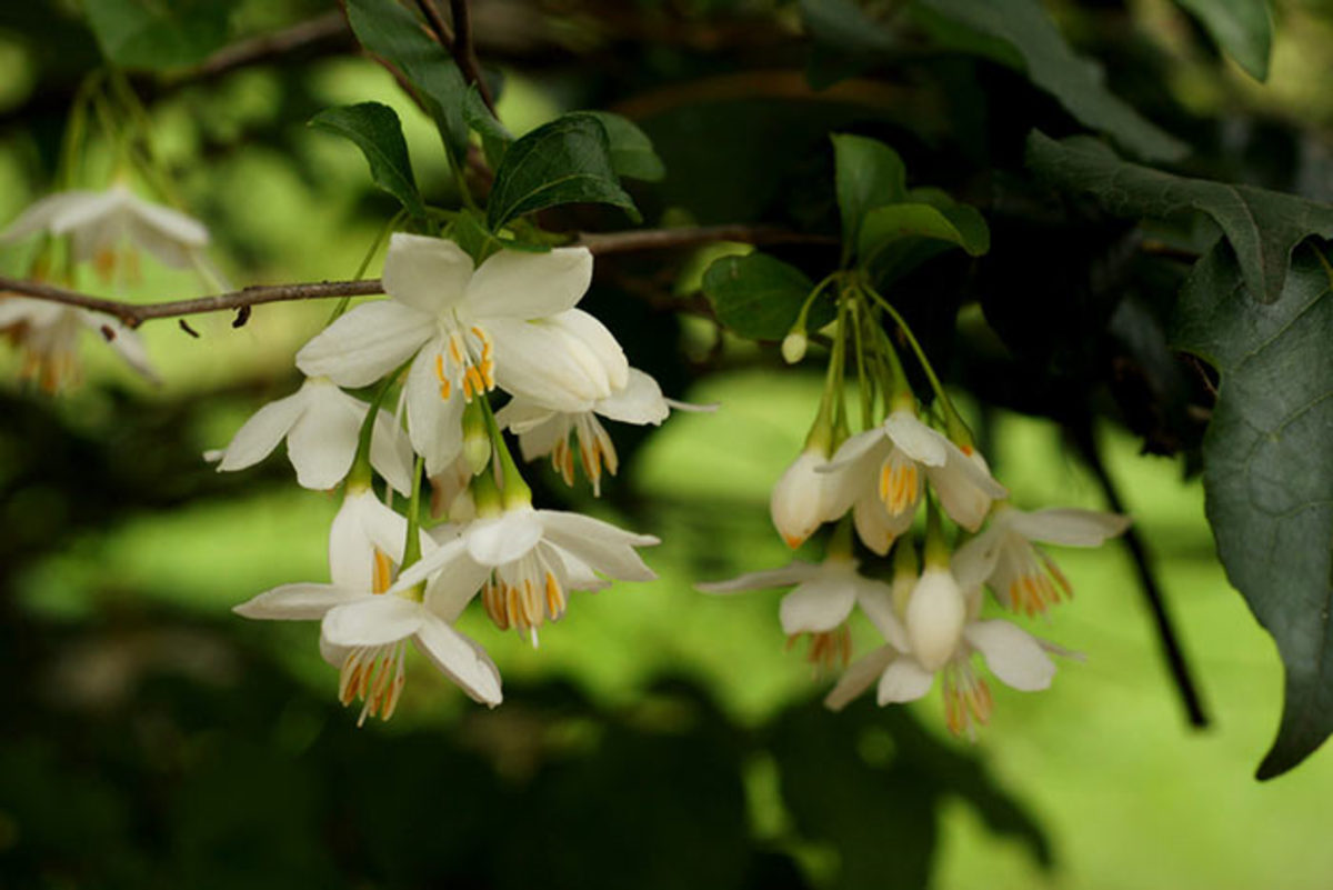 Japanese snowbell is a tidy-growing small tree for front-yard gardens, with a bonus of beautiful spring flowers.