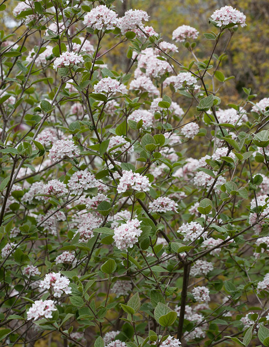 Fragrant flowers like Spice Girl Korean spice viburnum help draw guests into the garden.