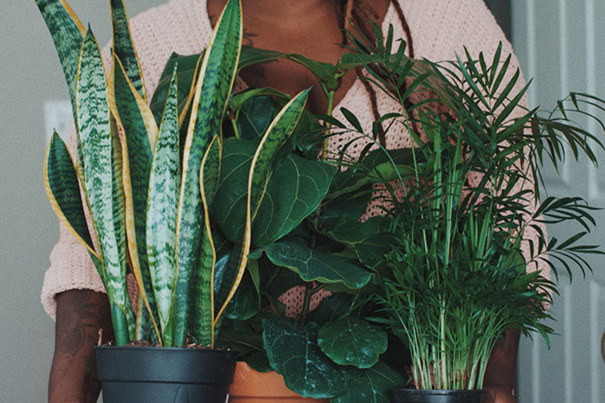 (Left to right) Snake plant, fiddle-leaf fig and parlor palm make sizable houseplants in time.