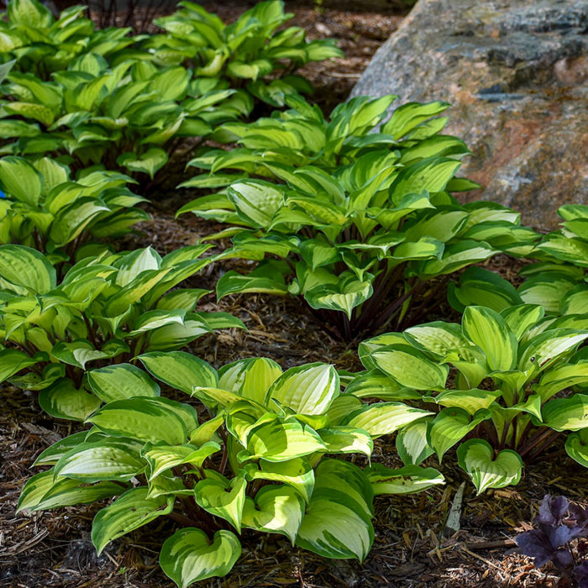 Hosta 'Island Breeze', the 2022 Hosta of the Year, is a small cultivar that displays soft yellow summer variegation in part shade. In deeper shade, the color will be more lime green.