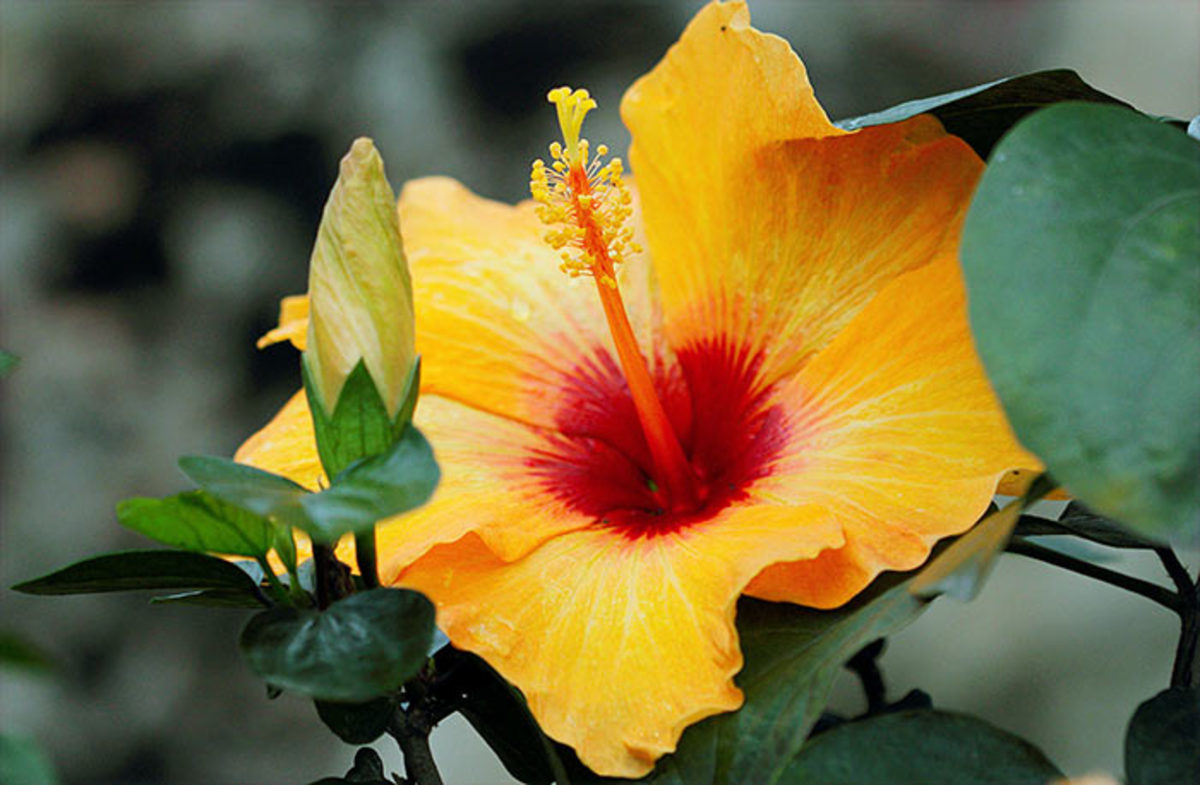Tropical hibiscus is one plant of Greg's that seems to attract aphids. He fights them with dish soap.
