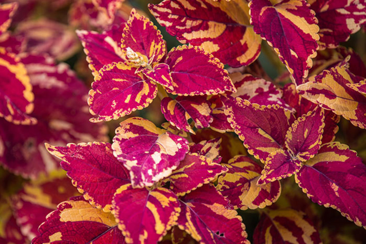 Greg can't stop himself from acquiring coleus, be it from shops or through propagation.