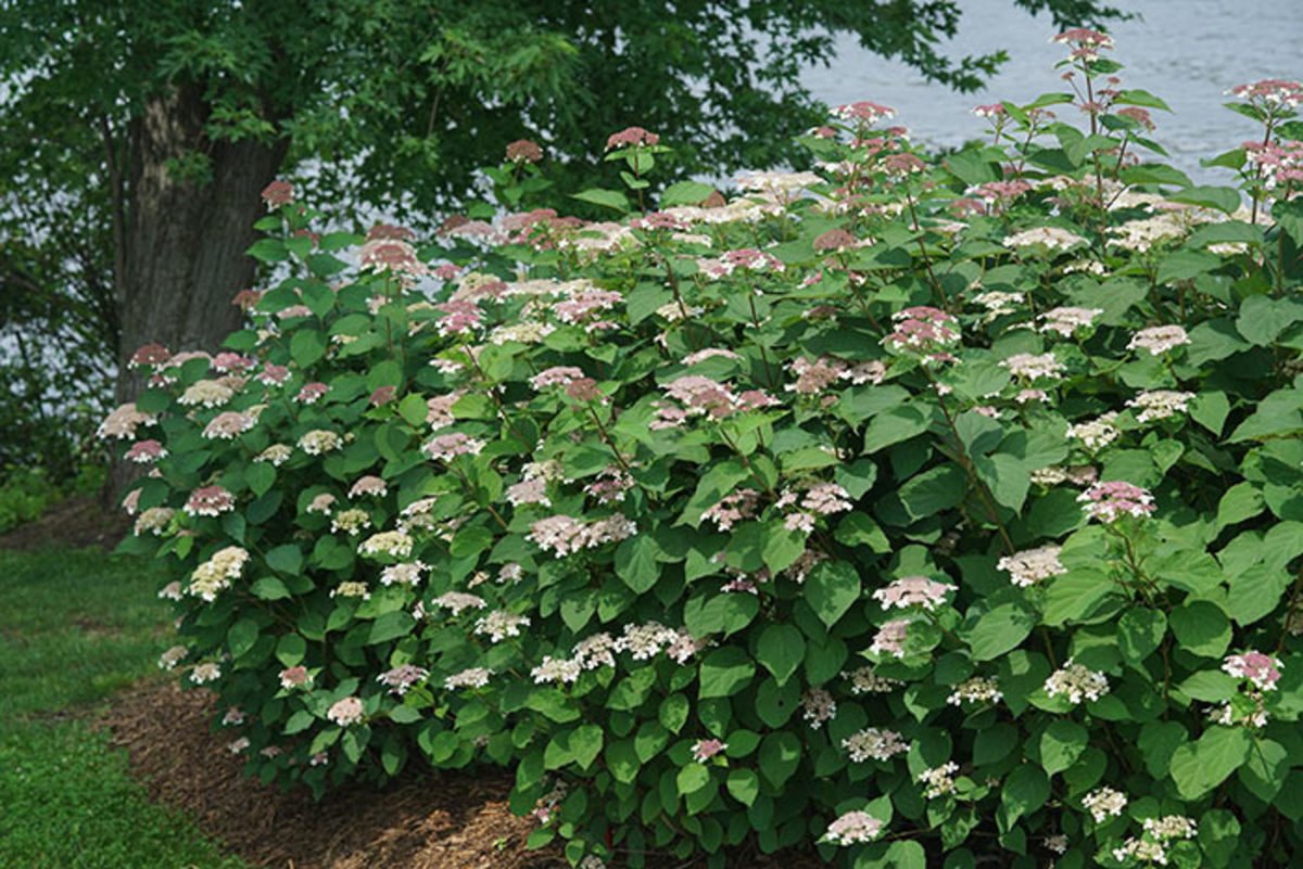 The four- to five-foot Invincibelle Lace hydrangea has strong stems that remain upright under the weight of its flowers.