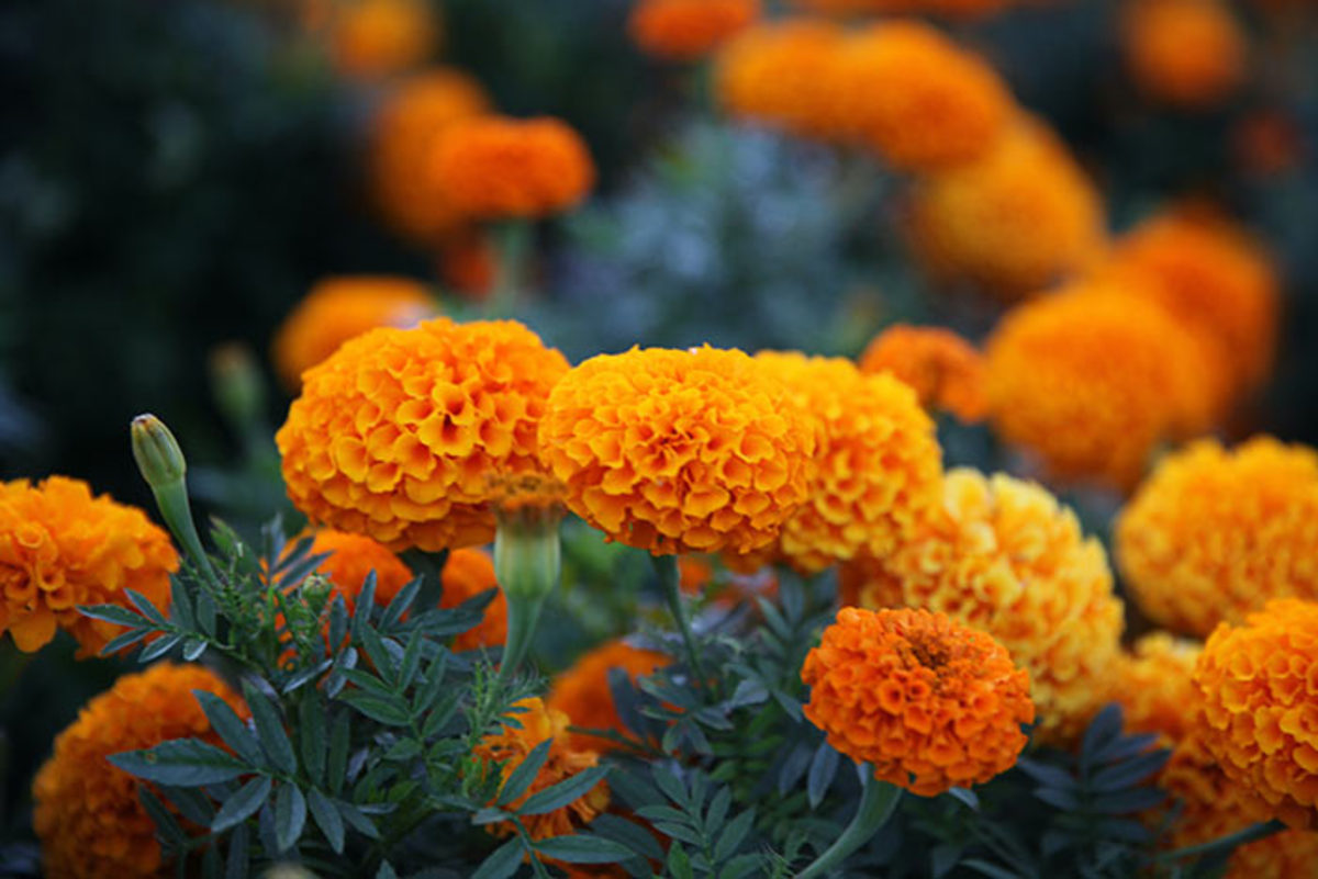 Be ready to replace annuals like marigolds if they begin to flag over the long summer.