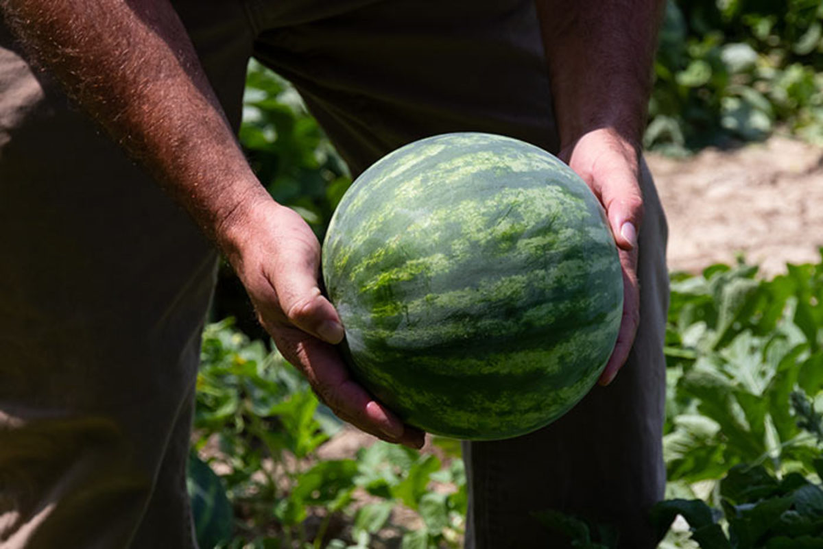 Dulled skin is one indication that a watermelon is ready to pick.