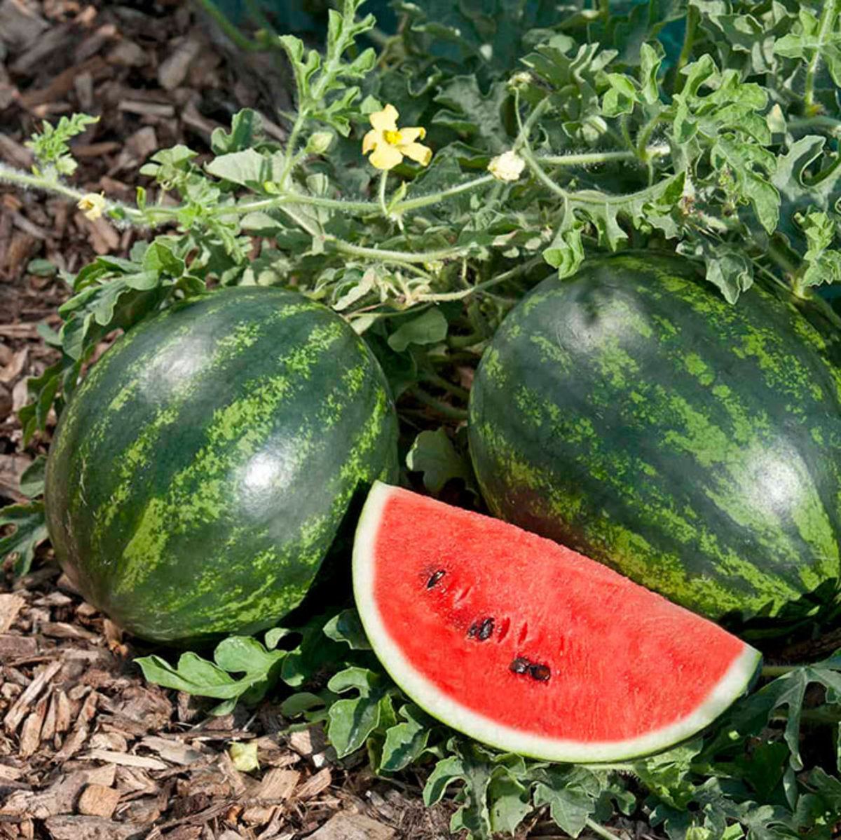 'Mini Love' watermelon