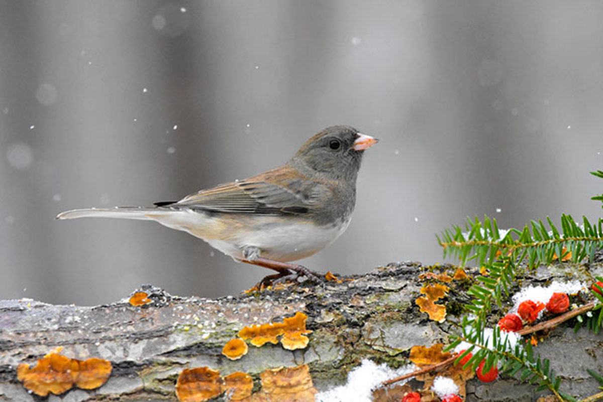 A dark-eyed junco is a type of sparrow that forages for seed on the ground in winter.
