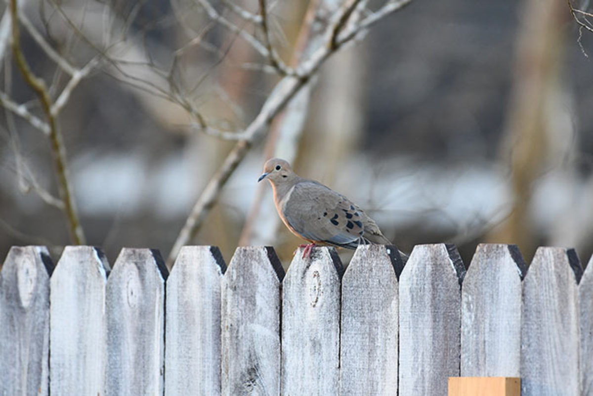 Mourning doves don't typically visit hanging bird feeders, but they will peck at seed dropped below one.
