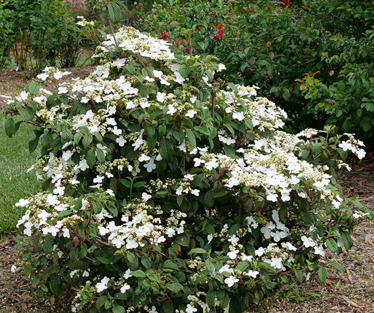Doublefile viburnum (here, the cultivar named Steady Eddy) has branches that stretch horizontally, providing gentle cohesion at the middle layer of the garden.