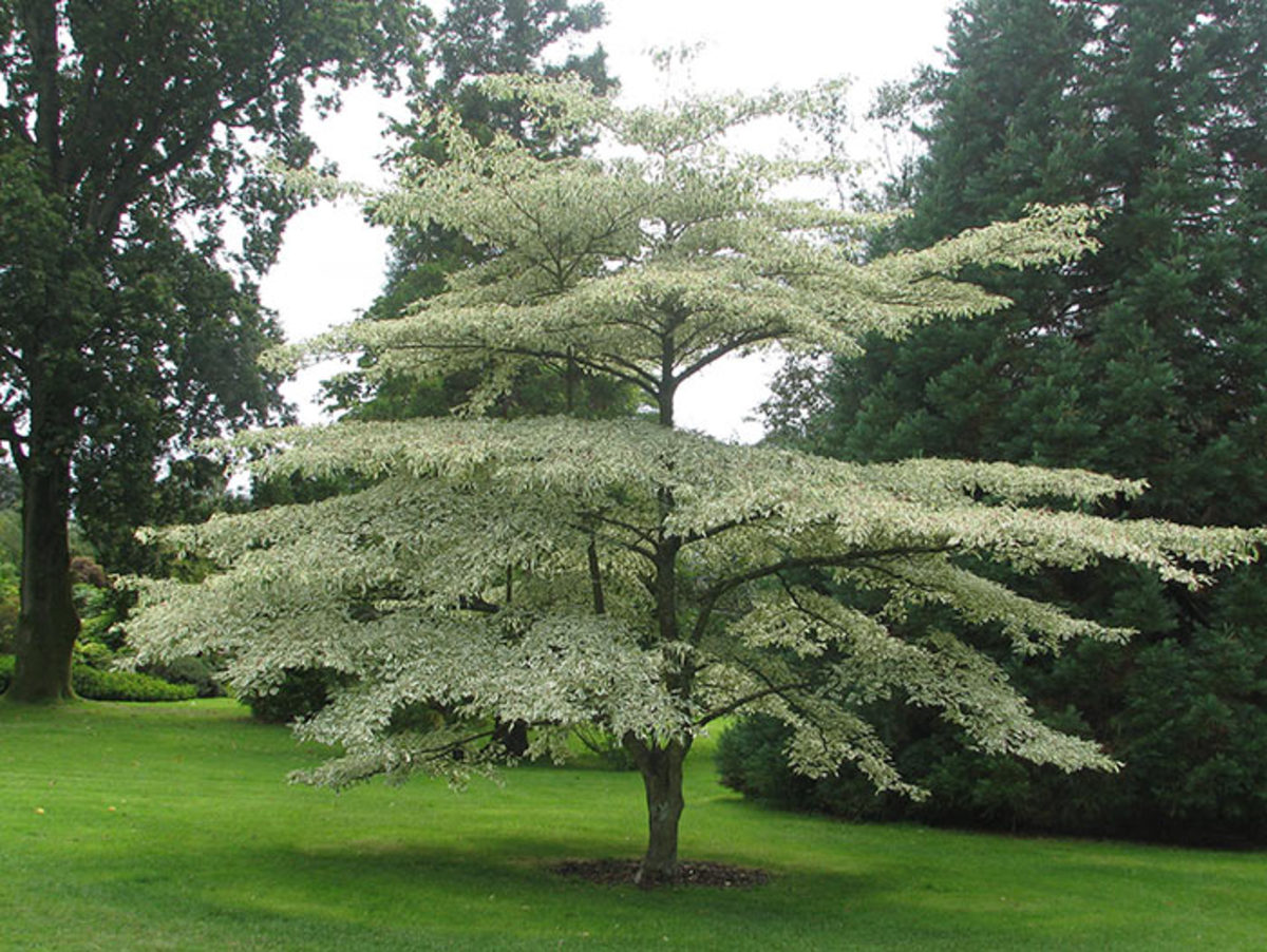 Pagoda dogwood (here, the silver-leaved 'Argentea') is a small tree with markedly sideways branching.