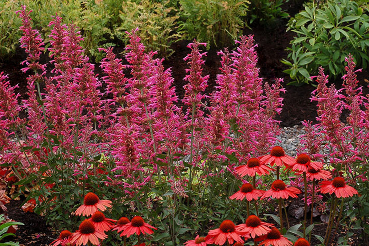 Agastache 'Morello' is a hummingbird mint that thrives in hot, humid, sunny gardens. Shown here with drought- and sun-tolerant coneflower.