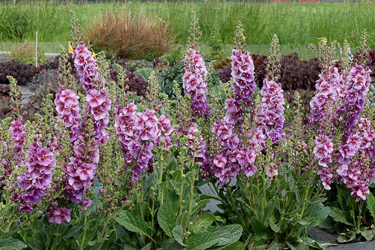 'Sugar Plum' is a refined verbascum for low-water gardens.